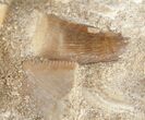 Plesiosaur Tooth In Matrix + Small Tooth #11625-1